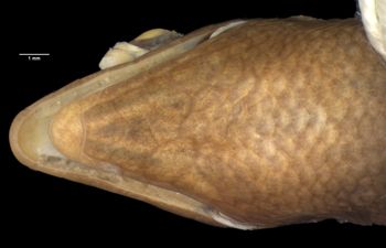 Media type: image;   Herpetology R-6463 Aspect: head ventral